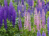 Lupine Wildflowers Near Lubec  Maine  Usa