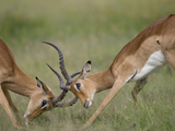 Impala Sparring in Tall Grass Savuti Marsh During Rainy Season  Chobe National Park  Botswana