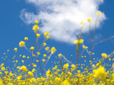 Field Mustard  Brassica Campestris  Lafayette Reservoir  Lafayette  California  Usa