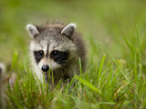 Young Raccoon Walking in Grass  Summer Evening  Assateague Island National Seashore  Maryland  Usa