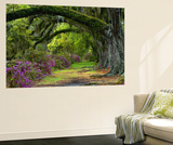 Coast Live Oaks and Azaleas Blossom  Magnolia Plantation  Charleston  South Carolina  Usa