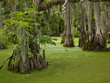 Cypress Trees Growing in Swamp with Duckweed  Merchants Millpond State Park  North Carolina  Usa