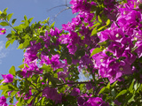 Morning Sun Lights Bougainvillea Flowers Inside Fort Jesus  Mombasa  Kenya