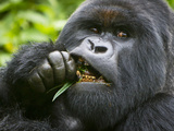 Silverback Mountain Gorilla  Volcanoes National Park  Virungas  Charles  Rwanda