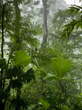 Rainforest Along Fortuna River  La Fortuna  Costa Rica