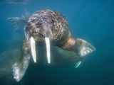 Underwater Walrus Swimming on Summer Morning  Tiholmane Islands  Svalbard  Norway