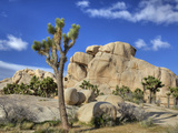 Granite Rock Formation and Joshua Tree  Joshua Tree National Park  California  Usa