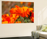 Poppies  Antelope Valley Near Lancaster  California  Usa
