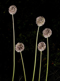 Elephant Garlic  Northern California  Usa