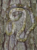 Yellow Rat Snake  Captive  the Orianne Indigo Snake Preserve  Telfair County  Georgia  Usa