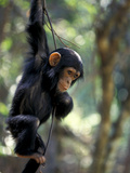 Young Chimpanzee Male  Gombe National Park  Tanzania