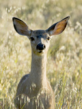 Mule Deer  Odocoileus Hemionus  Ucsc Campus Natural Reserve  Santa Cruz  California  Usa