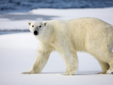 Polar Bear Walking on Snow-Covered Iceberg  Spitsbergen Island  Svalbard  Norway