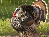 Tom Turkey in Breeding Plumage in Springdale  Utah  Usa