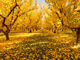Fruit Trees Shed their Leaves after Harvest in Washington's Yakima Valley  Washington  Usa