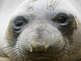 Northern Elephant Seal  Mirounga Angustirostris  San Simeon State Park  California  Usa
