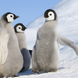 Emperor Penguin (Aptenodytes Forsteri) Parent with Chick on Ice  Snow Hill Island  Antarctica