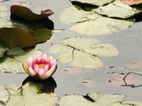 Pink Water Lily  Stanley Park  British Columbia  Canada