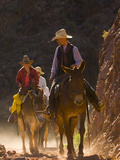 Traveling Via Mule  Grand Canyon National Park  Arizona  Usa