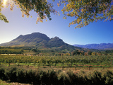 Constantia Wineries  Cape Town  South Africa