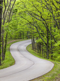 Curvy Roadway under Spring Green Canopy at Brown County State Park in Indiana  Usa