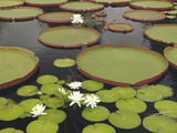 Water Lily and Lily Pad Pond  Longwood Gardens  Pennsylvania  Usa