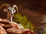 Desert Bighorn Sheep  Zion National Park  Utah  Usa