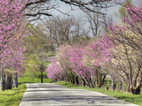 Road Lined with Redbud and Dogwood Trees in Full Bloom  Lexington  Kentucky  Usa