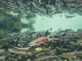 Underwater View of Spawning Salmon Near Kuliak Bay  Katmai National Park  Alaska  Usa