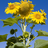 Sunflowers and Blue Sky  Portsmouth  New Hampshire  Usa