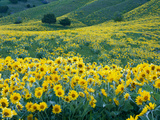 Arrowleaf Balsamroot in Bloom  Foothills of Bear River Range Above Cache Valley  Utah  Usa