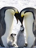 Emperor Penguin (Aptenodytes Forsteri) Chicks on Parents' Feet on Ice  Snow Hill Island  Antarctica
