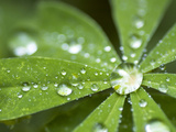 Rain Collected on Arctic Lupine  Cathedral Lake Provincial Park  British Columbia  Canada