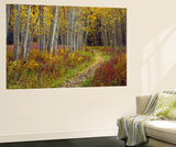Footpath Through Autumn Aspen Trees  San Isabel National Forest  Colorado  Usa