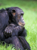Alpha-Male Chimpanzee  Gombe National Park  Tanzania