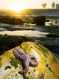 Purple Sea Star  Asterias Ochracea  Santa Cruz  California  Usa