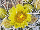 Flowering Barrel Cactus  Anza-Borrego Desert State Park  California  Usa