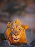 Close-Up Portrait of Male Lion (Panthera Leo)  Mwagusi Camp  Ruaha National Park  Tanzania