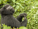 Mountain Gorilla in Volcanoes National Park  Virunga Mountains  Rwanda  Africa