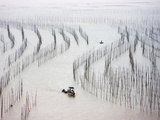 Fishing Boat Sailing Through Bamboo Sticks for Drying Seaweed  East China Sea  Xiapu  Fujian  China