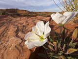Birdcage Evening Primrose Near Page  Arizona  Usa