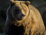 Grizzly Bear Along Spawning Salmon Stream  Kinak Bay  Katmai National Park  Alaska  Usa