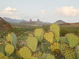 Mule Ears and Prickly Pear Cactus  Chisos Mountains  Big Bend National Park  Brewster Co  Texas  U