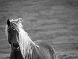 Islandic Horse with Flowing Light Colored Mane  Iceland