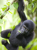 Baby Mountain Gorilla Hangs from Vine in Rainforest  Bwindi Impenetrable National Park  Uganda
