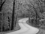 Curvy Roadway under Spring Green Canopy at Brown County State Park in Indiana  Usa