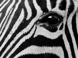 Common Zebra  Kapama Game Reserve  South Africa