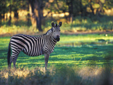 Burchell's Zebra (Equus Burchelli)  Zimbabwe  Africa