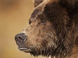 Coastal Brown Bear Fishing for Spawning Salmon Along Kinak Bay  Katmai National Park  Alaska  Usa