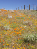 Poppy and Goldfield Flowers with Fence  Antelope Valley Near Lancaster  California  Usa